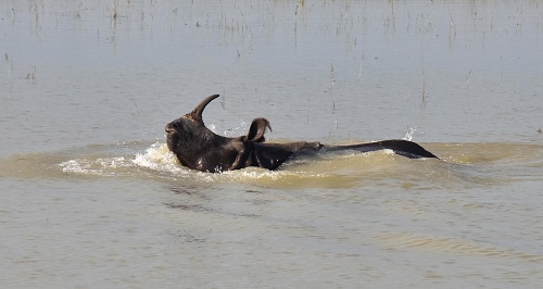 Photo by by Biju Bodo A scene from Pobitora..