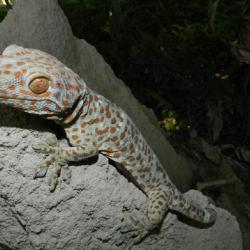 Gacko. Photo by J K Das