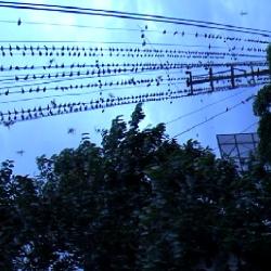 Sparrows guwahati