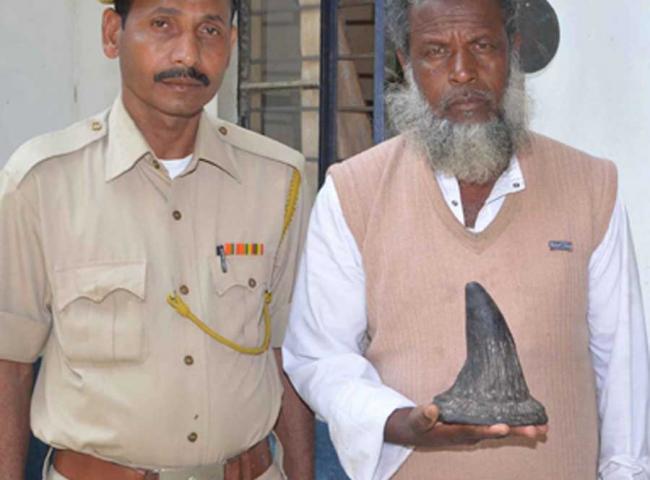 Nagaon Police arrested one rhino poacher and recovered one horn at Juria Gadaimari Village in Nagaon on 07-03-15. Pix by UB Photos