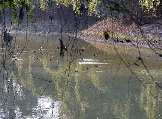 Ferruginous ducks in Pobitora. Pix: Chandan Duarah