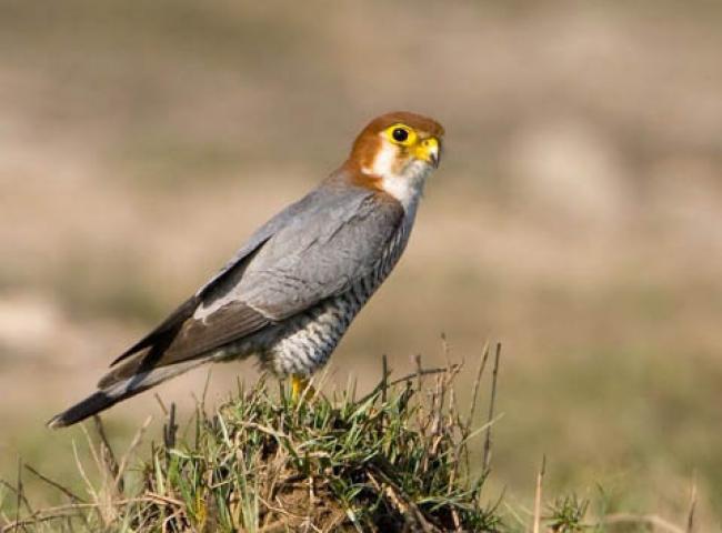 Red-Headed Falcon - courtesy Wikipedia