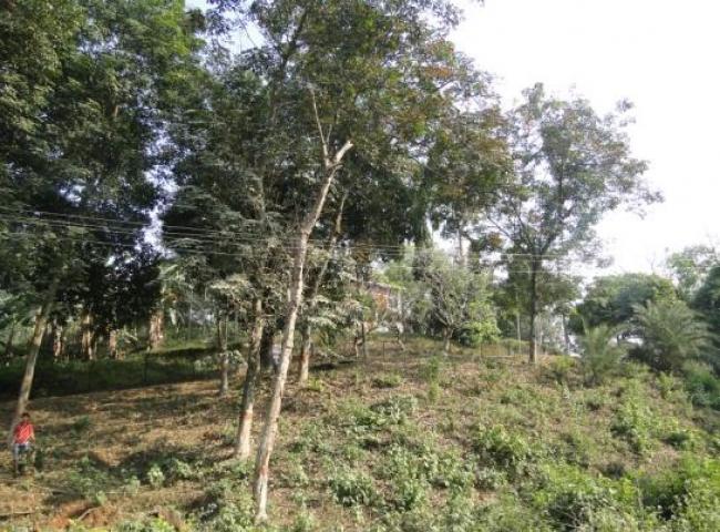 A Rubber plantation within Guwahati city