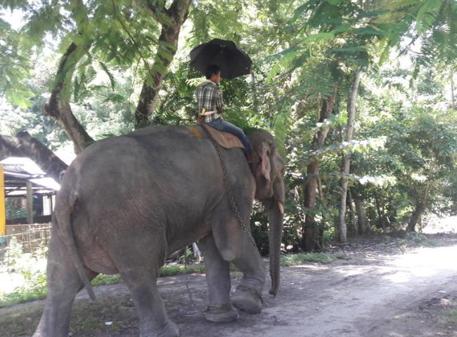 A mahout with his elephant on a sultry summer at Tangla on Wednesday.