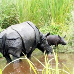 Jamuna with her second calf in Manas National Park on  September 3 2017. Photo by Gobinda Garh, Assam Forest Department