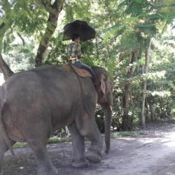 A mahout with his elephant on a sultry summer at Tangla on Wednesday.