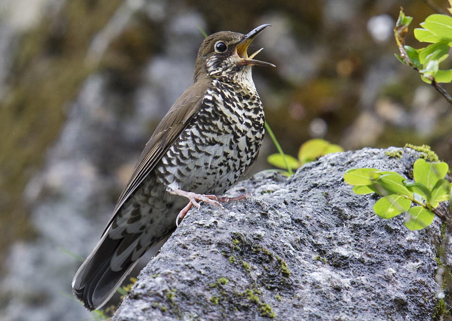 Himalayan Forest Thrush Dulongjiang  (Photo:  Craig Brelsford)