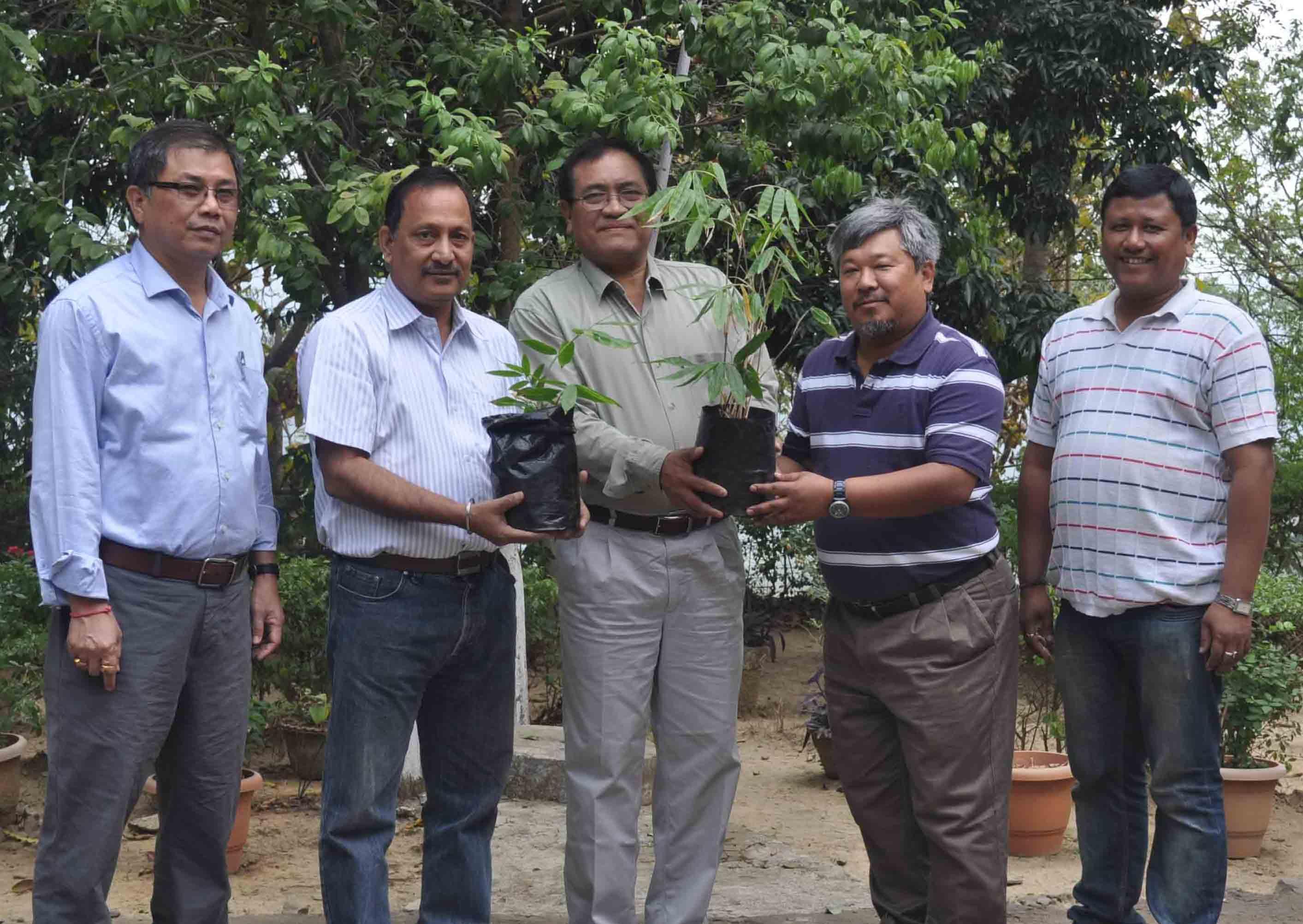 New bamboo species to Dima Hasao