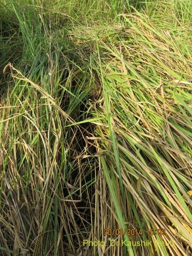 Survey of  grassland species in Manas