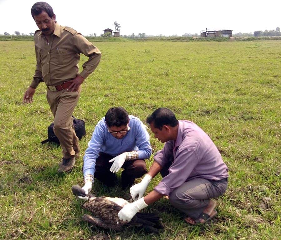 Carcass poisoning kills vultures in Assam