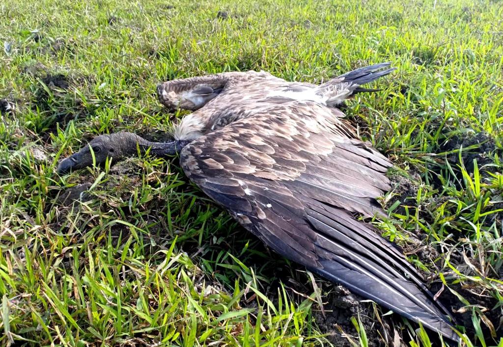 Carcass poisoning kills vultures in Assam