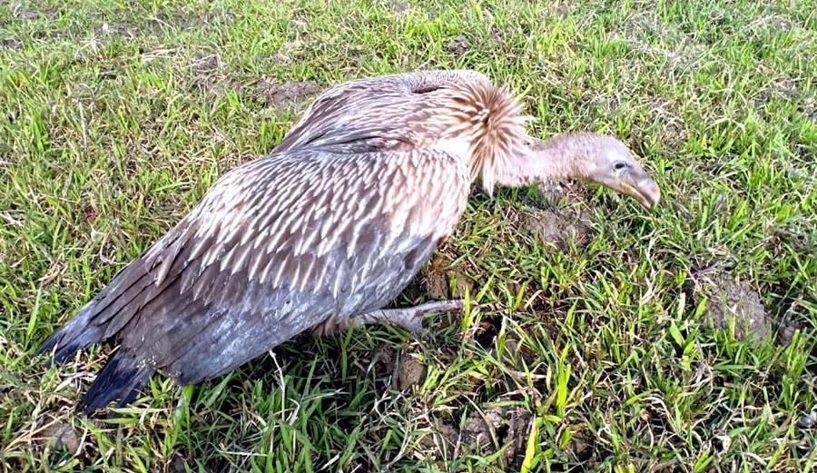 Carcass poisoning kills vultures in Assam