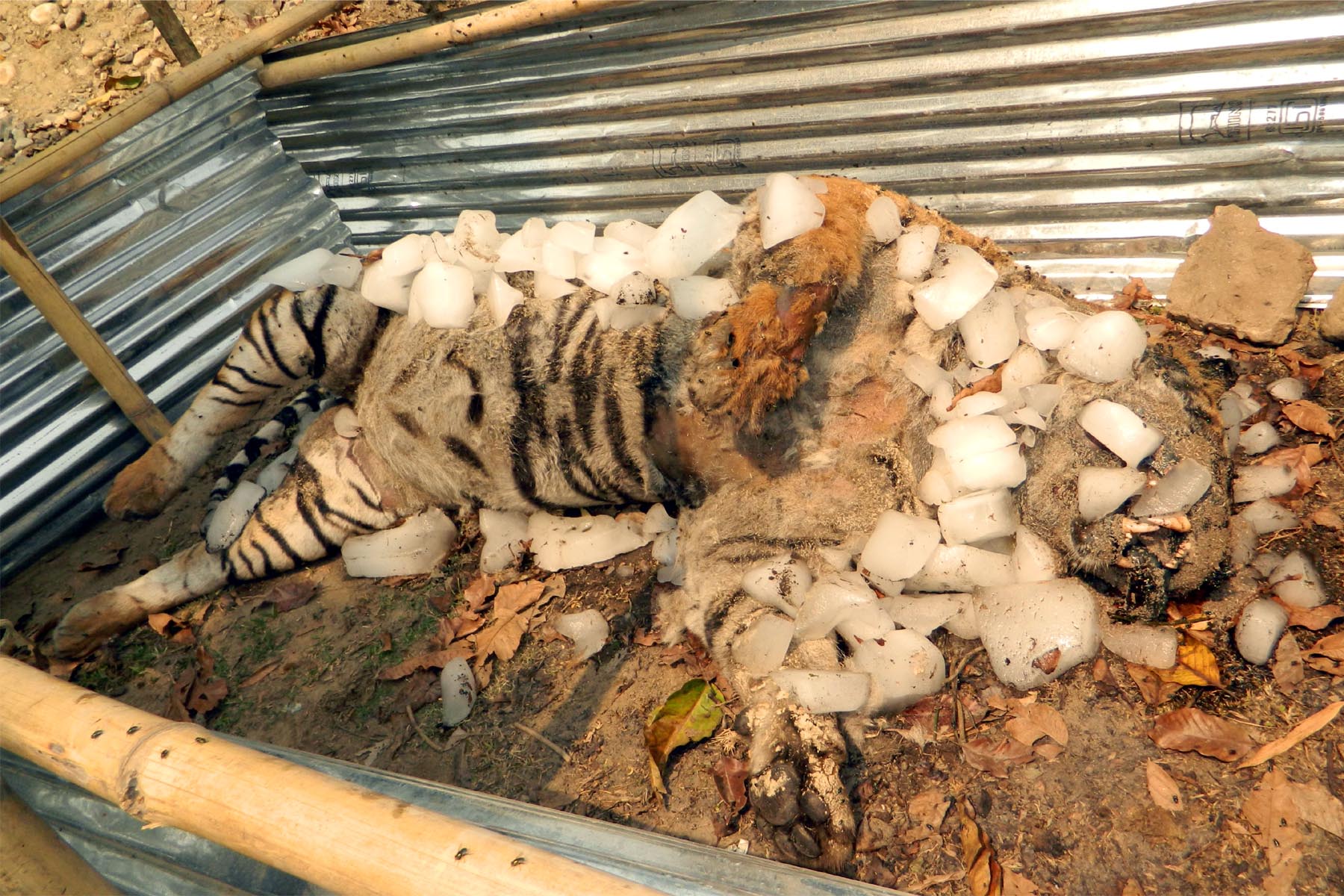 Tiger recovered in Manas