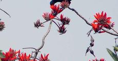 Modar flower