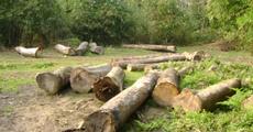 Illegal timber felling at Abhayapuri Reserve Forest