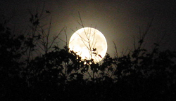 With Gratitude on Guru Purnima