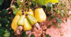 Cashew nut cartel! 