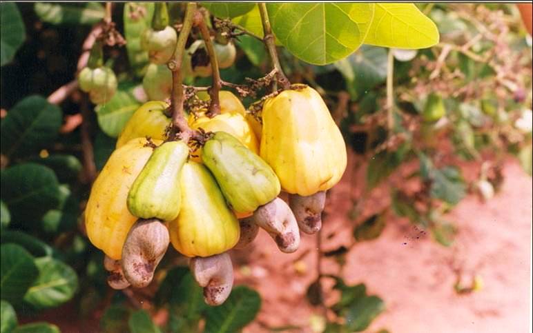 Cashew nut cartel! 