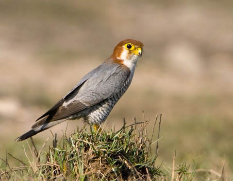 8 species in IUCN Red List 