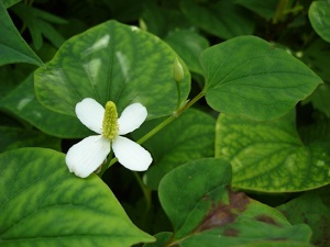 The herbal factor