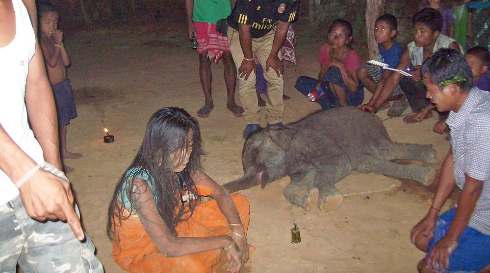 Elephant calf rescued at Nagaon