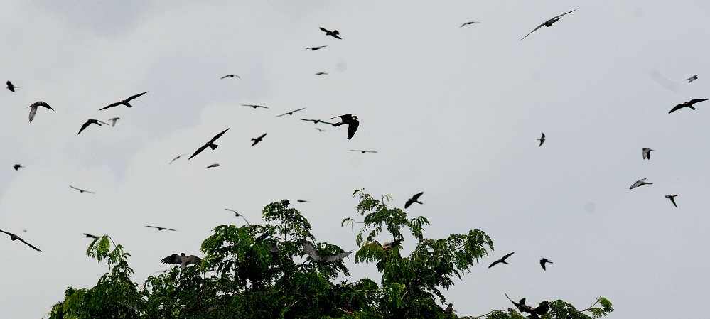 Amur falcons arrive in Nagaland