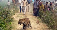 Living with leopards