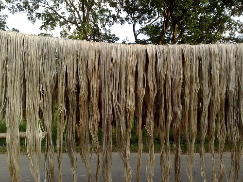 What ails Barpeta jute cultivators 