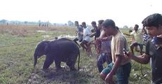 Elephant calf rescued and reunited