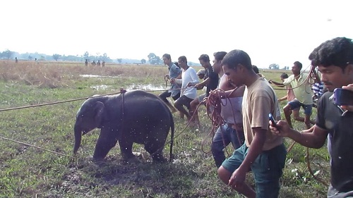 Elephant calf rescued and reunited