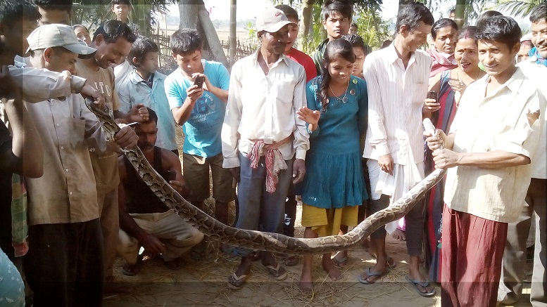 Python rescued in Raha