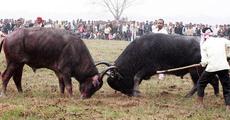 Beware of buffalo fight 