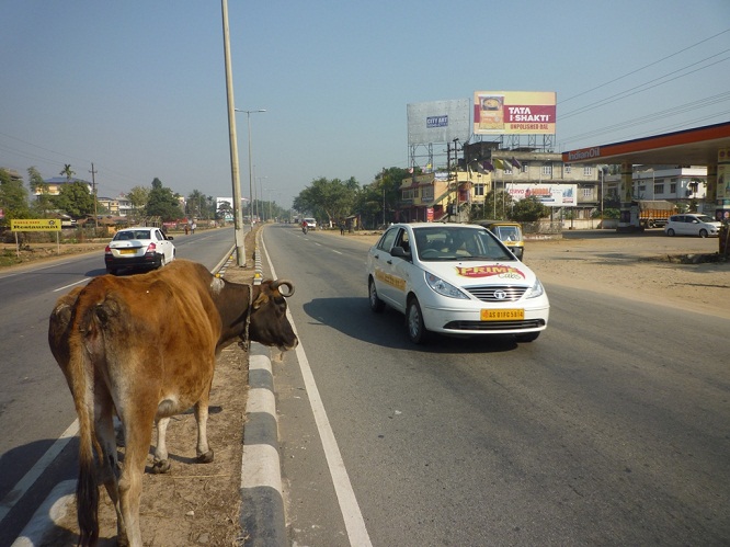 High way accidents demand impounding stray cattle 