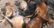 17 cows killed in train mishap