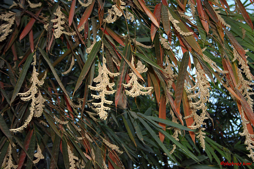 When Bamboo Flowers