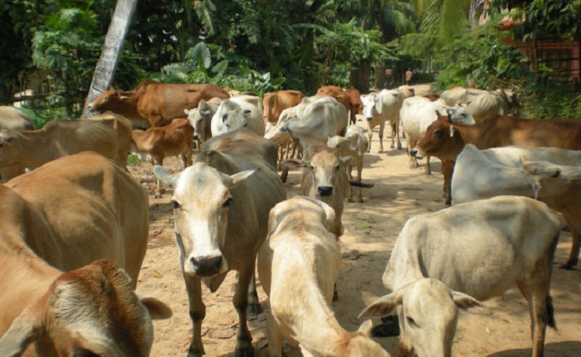 Crisis in Assam Veterinary Department 