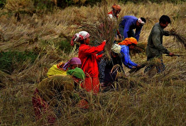 Ranjit rice productivity increases by 66 per cent