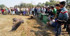 Vulture survives poisoning; goes back to wild