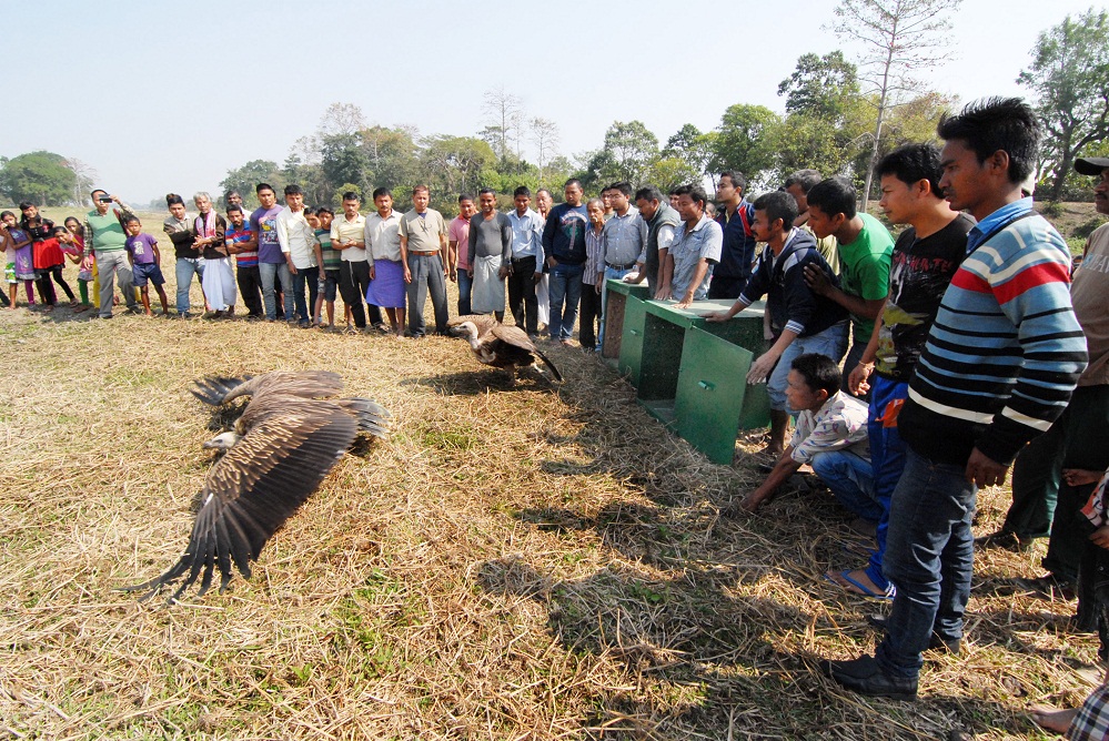 Vulture survives poisoning; goes back to wild