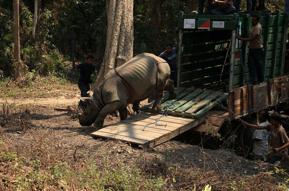 Two hand-raised rhinos released in KNP