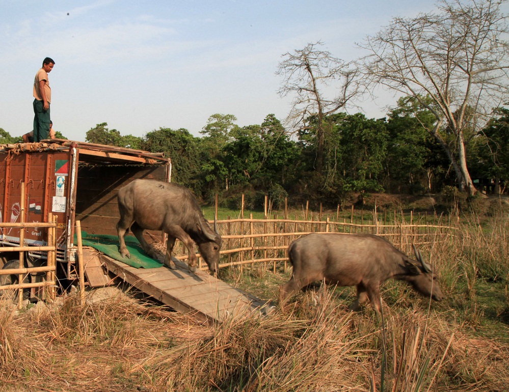 Buffaloes relocated