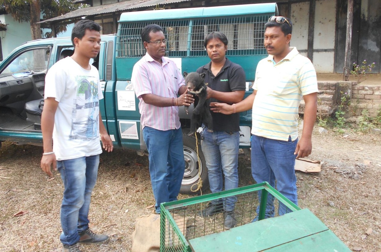Bear cub rescued