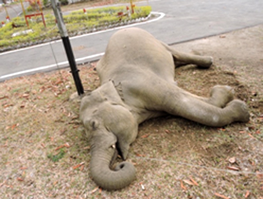 Wild elephant dies