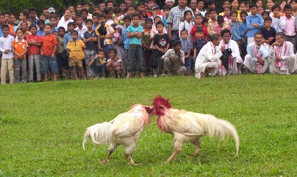 Cock figh during Rongali Bihu celebration