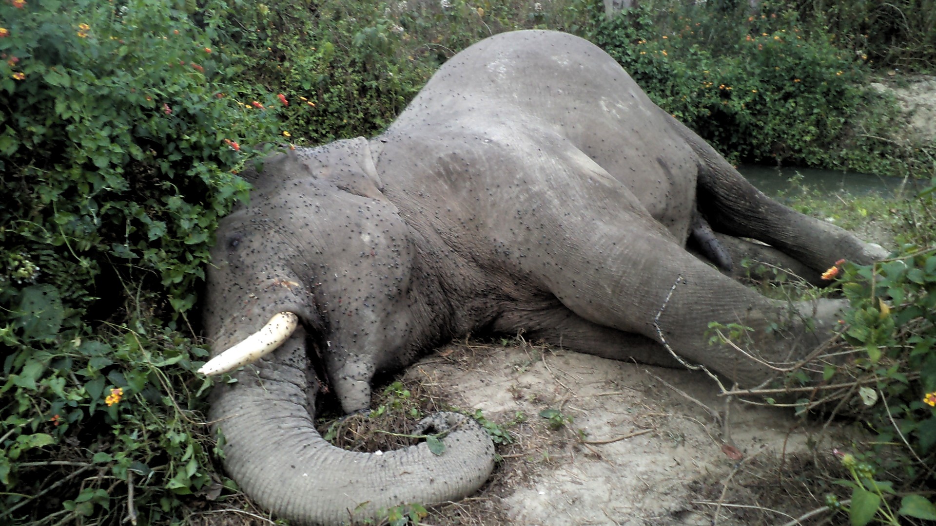 Tusker found dead