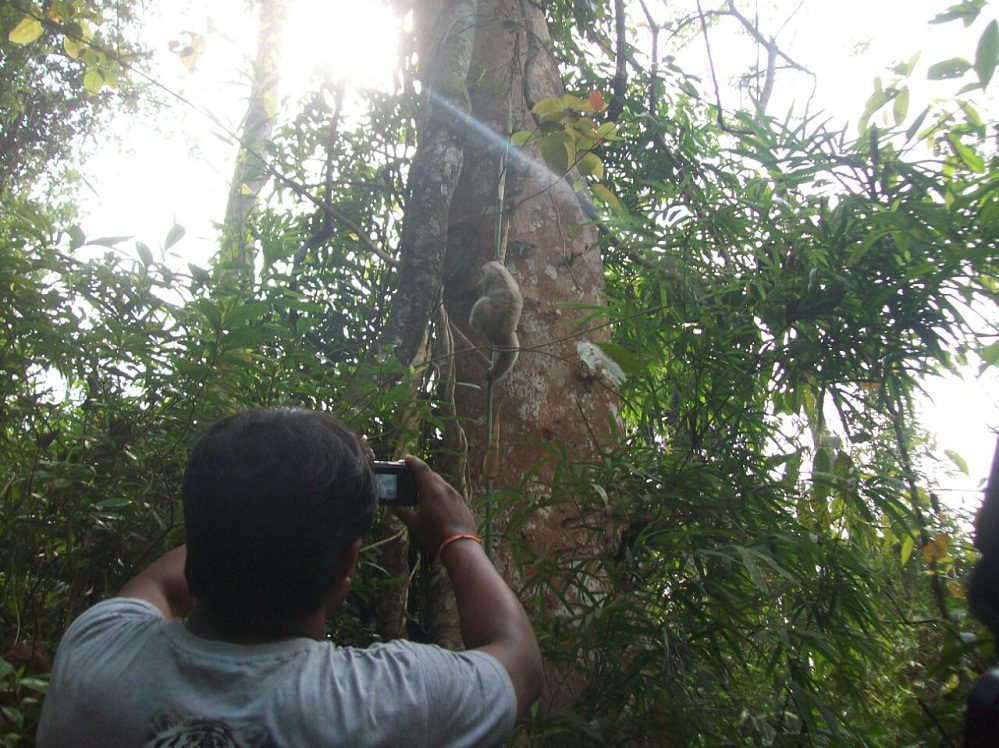 Slow loris released
