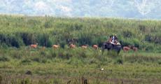 Leap-frog in swamp deer population