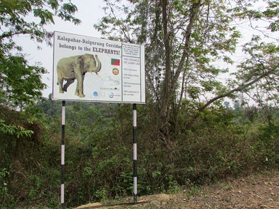 Global alliance to secure elephant corridors 