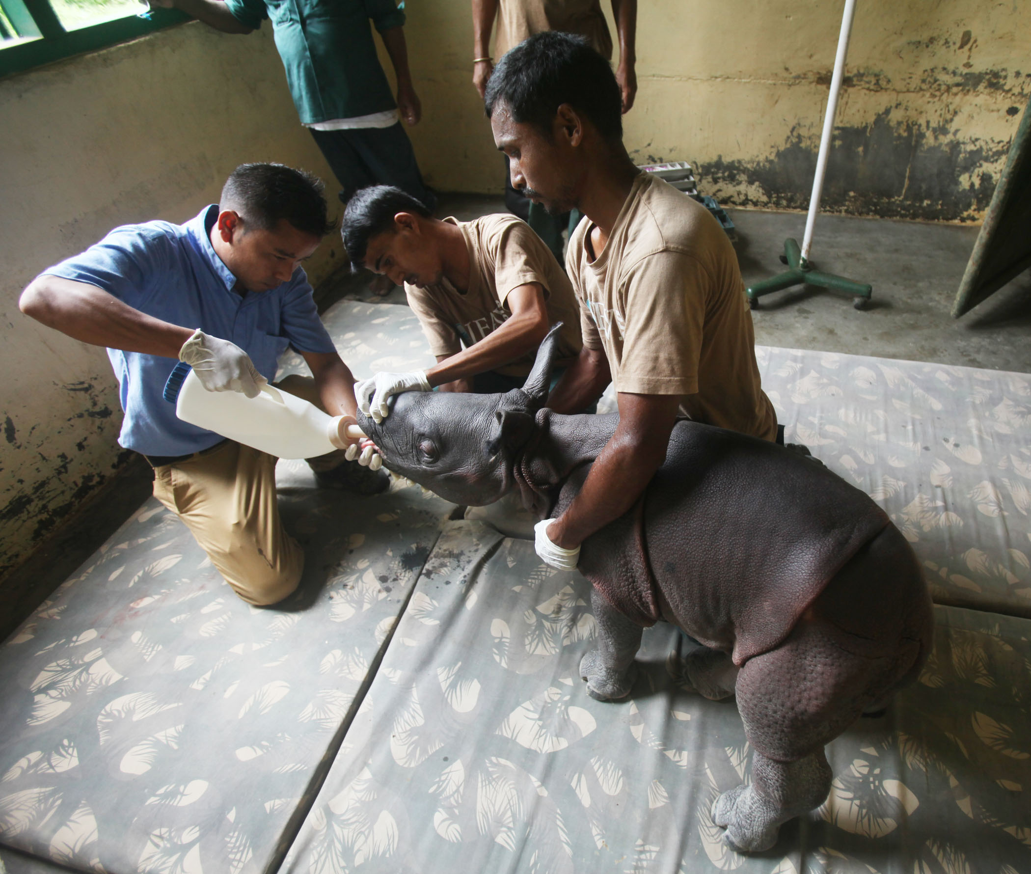 Rhino calf rescued in Kaziranga