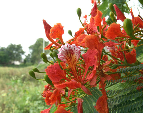 Krishnasura
